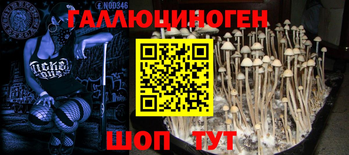 Псилоцибиновые грибы Psilocybe Кунгур